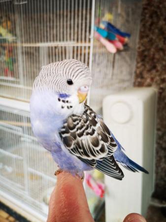 Image 26 of Baby hand tamed budgies for sale