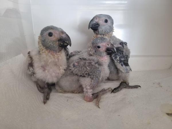 Image 3 of African grey parrot babies