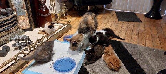 Image 5 of Beautiful Mainecoon kittens looking for loving homes