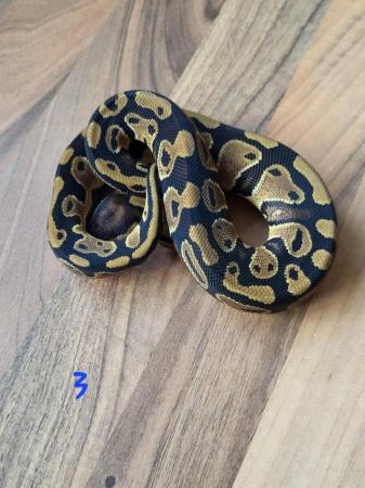 Image 2 of Royal Pythons for sale - Various