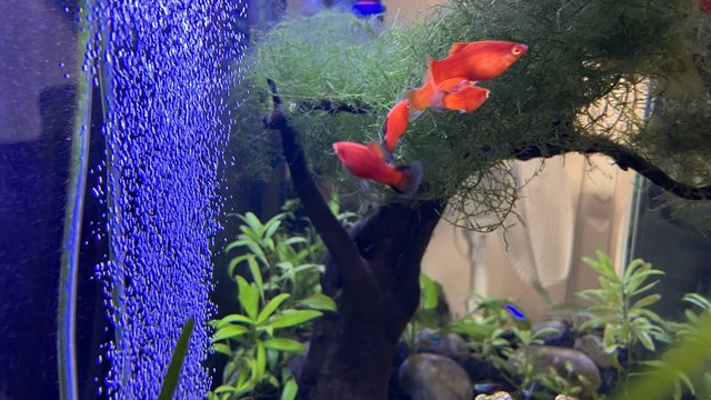 Image 4 of Tropical Platy Fish for sale
