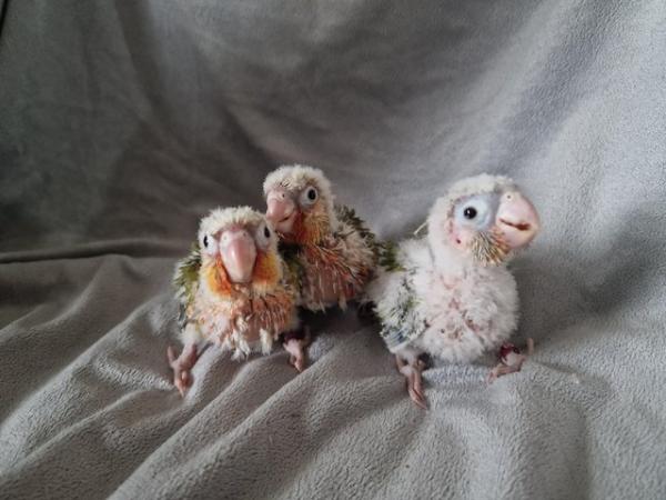 Image 8 of Adorable fully hand reared conure baby's