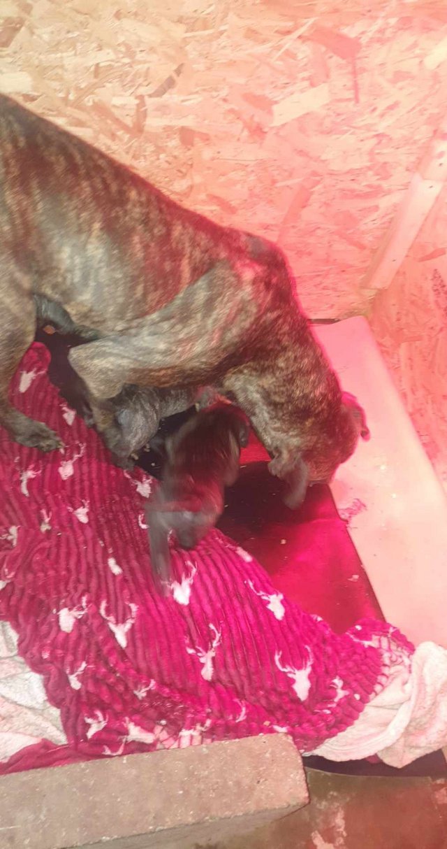 Preview of the first image of 12 week old presa canario puppies.