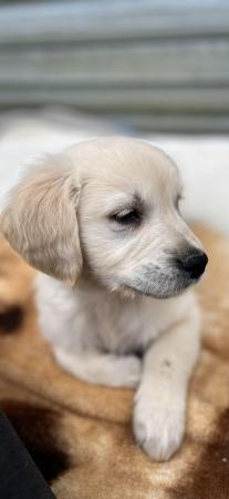 Image 8 of Beautiful KC Registered Golden Retriever Puppies