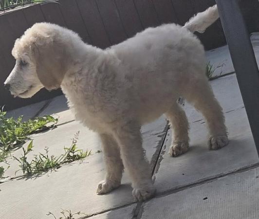 Image 5 of Ready now Standard poodle puppies