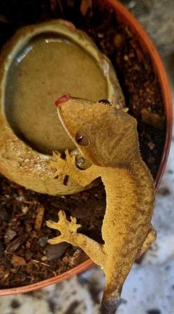 Image 34 of Beautiful baby Crested Geckos! Only 2 LEFT