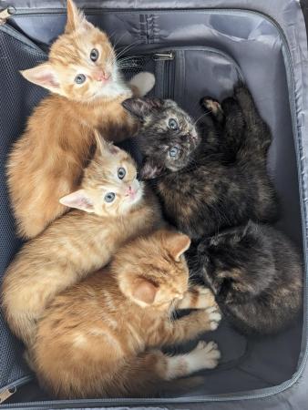 Image 15 of 5 girl kittens-ginger tabby markings & ginger/black speckles
