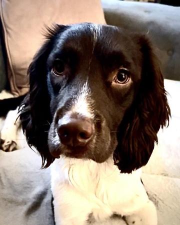 Image 2 of 1 year old Springer Spaniel Male