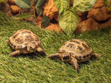 Image 6 of Baby Horsefeild Tortoises