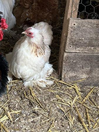 Image 2 of Stunning silkie x Pekin and pure pekin pullets for sale