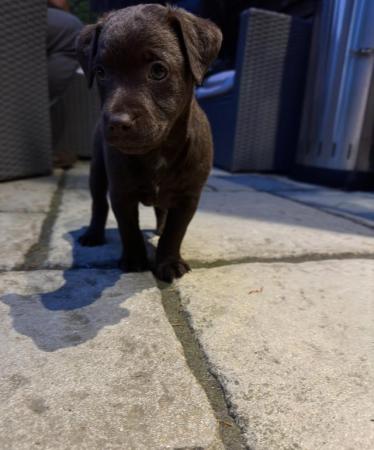 Image 5 of Patterdale Puppies for sale