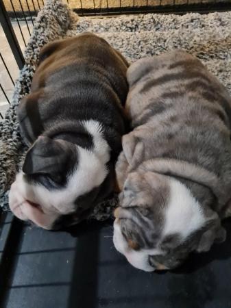 Image 2 of English bulldog puppies 8 weeks old 18th March