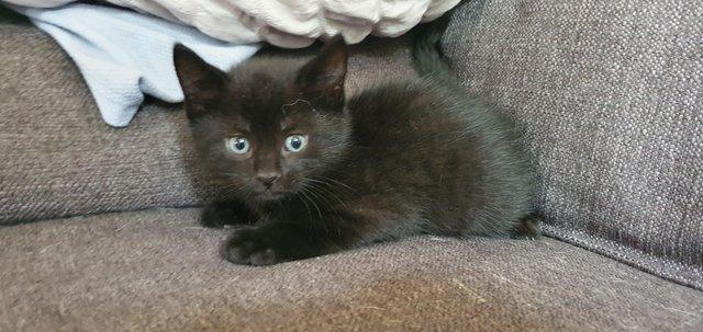 Image 3 of 7 kittens, why don't people want black cats?