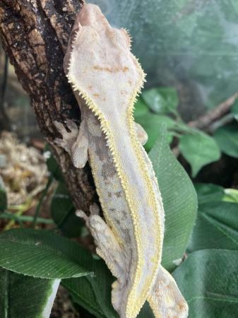 Image 9 of Male Lilly white crested gecko