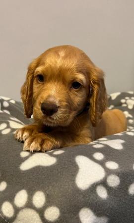 Image 4 of Kc registered Working cocker spaniel puppies
