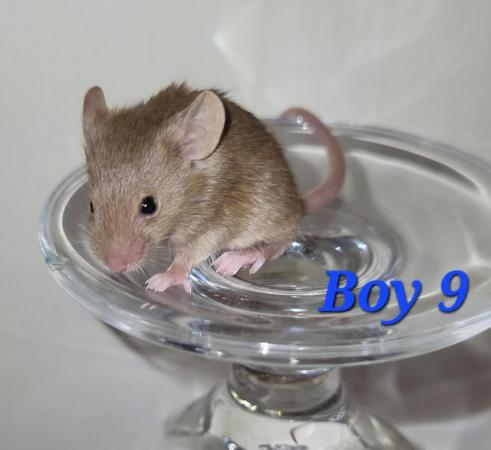 Image 23 of Beautiful friendly Baby mice - girls and boys.