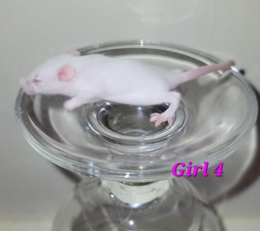 Image 47 of Beautiful friendly Baby mice - girls and boys.