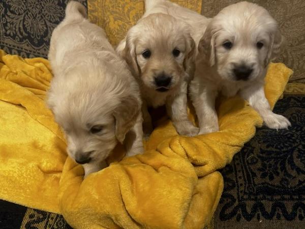 Image 9 of ??Golden Retriever puppies Ready to leave mid April