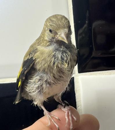 Image 1 of Juvenile hand tamed goldfinches ! All bbc rung 2024 !
