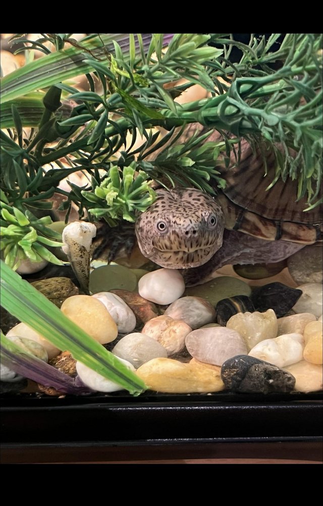 Preview of the first image of Kiki- musk turtle- unknown age.