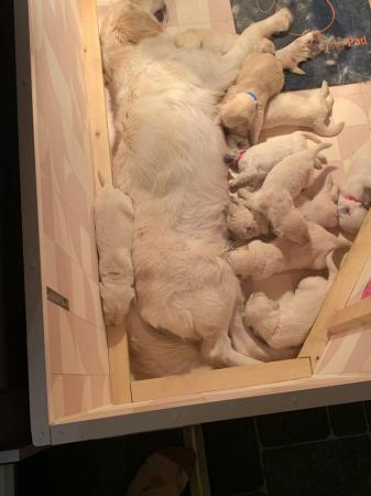 Image 5 of Golden retriever puppies