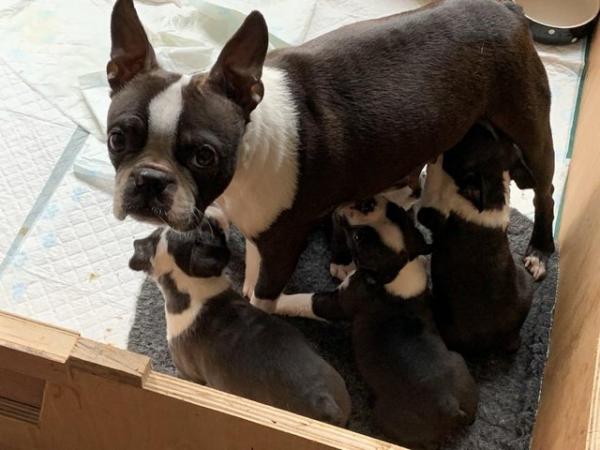 Image 1 of KC Reg Exceptional Boston Terrier Puppies