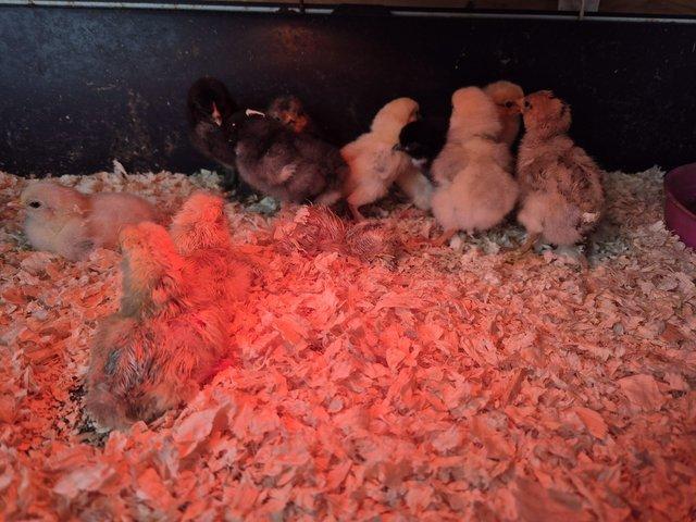 Preview of the first image of Day old mixed breed bantam chicks.