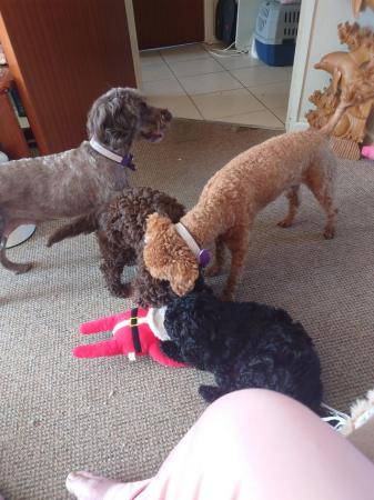Image 4 of Gorgeous Cockerpoo puppies for sale.