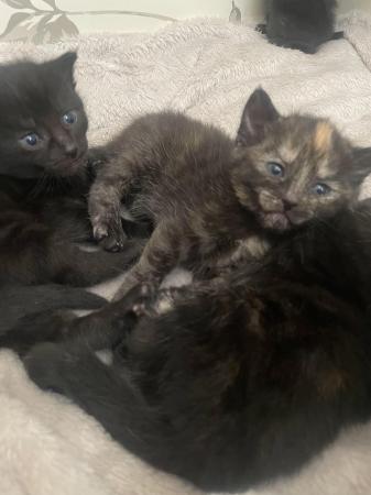 Image 8 of Mixed breed kittens ready 21st june