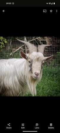 Image 1 of Proven pygmy billy goat available - message for info