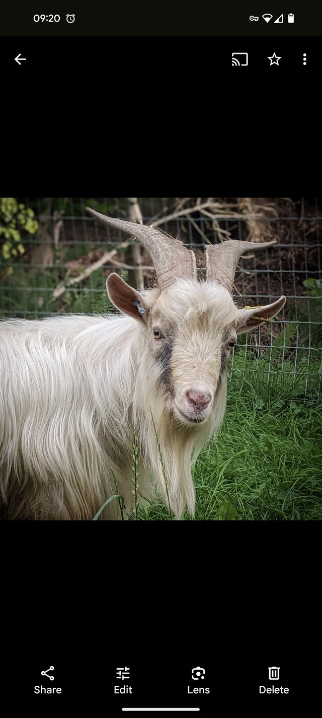 Preview of the first image of Proven pygmy billy goat available - message for info.
