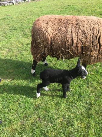 Image 1 of Zwartble pet lamb for sale