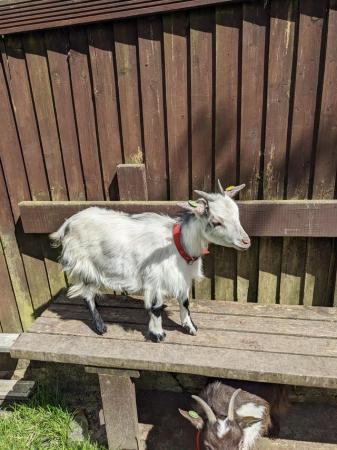 Image 3 of Beautiful friendly pygmy nanny goat for sale
