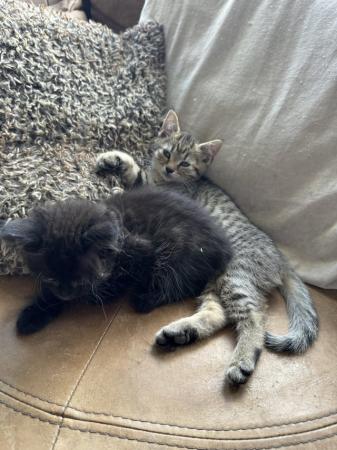 Image 15 of British shorthair X kittens, 2 girls left. Ready now!