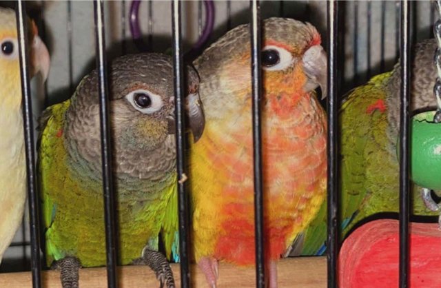 Preview of the first image of YOUNG TAME BEAUTIFUL CONURES.