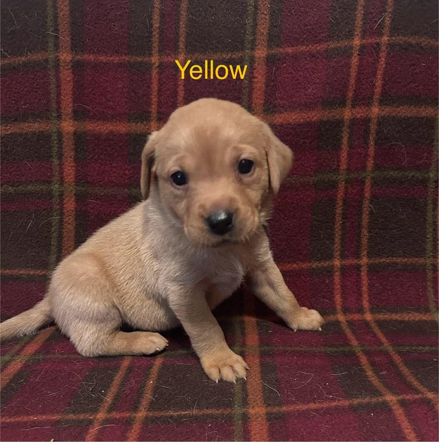 Preview of the first image of Labrador retriever puppies ( fox red ).