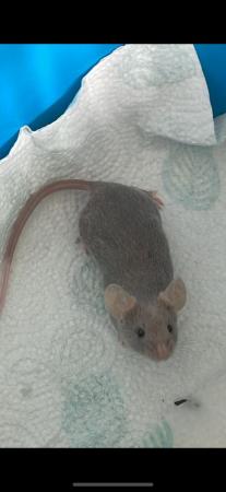 Image 4 of Cage and female mouse few months old