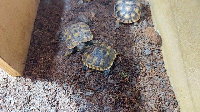 Preview of the first image of Spur thighed Tortoise hatchlings for sale.