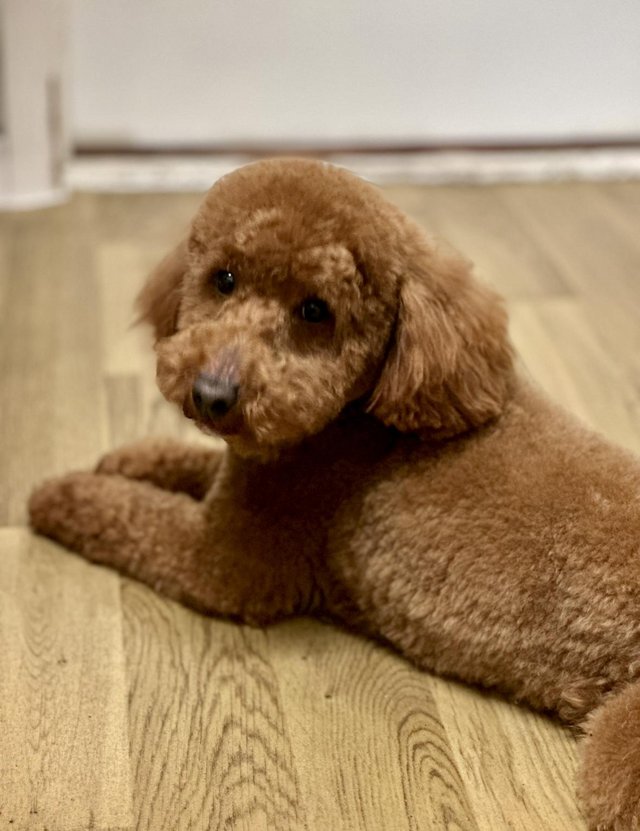 Preloved hot sale cockapoo rehome