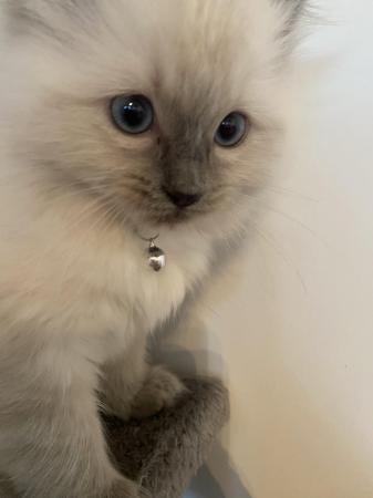 Image 2 of Pure Ragdoll kittens available now