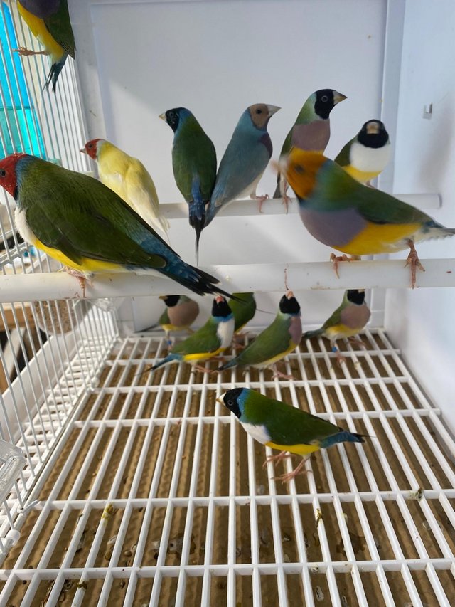 Preview of the first image of Lovely 2023 bred gouldians.
