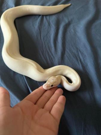 Image 5 of Ivory female royal python 2022
