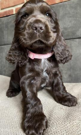 Image 7 of True show Cocker spaniel puppies for sale