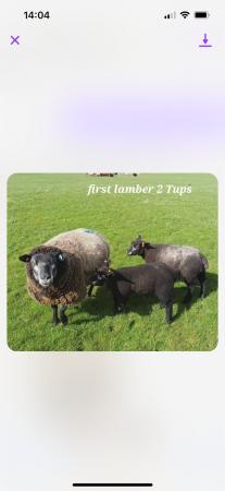 Image 3 of Pedigree blue texel ewes and lambs