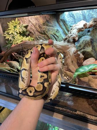 Image 4 of 4 year old Ball Python with Vivarium for sale