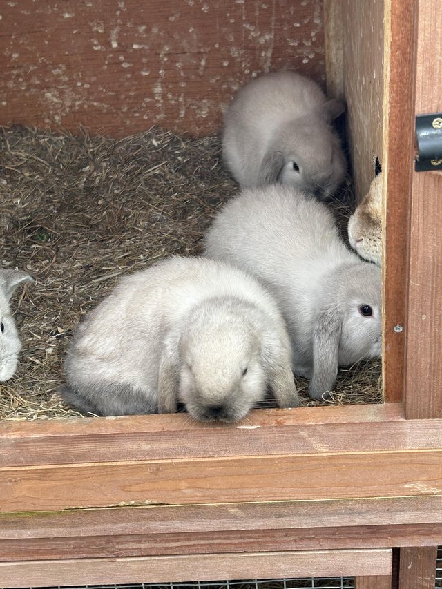 Preview of the first image of 2 months old rabbit litter.