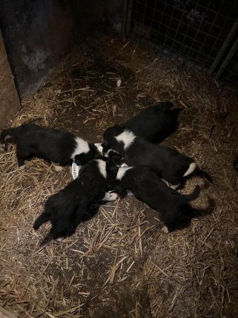 Image 4 of Border collie pups for sale please contact