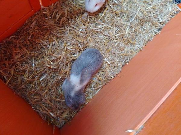Image 2 of two guinea pigs for sale