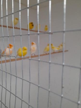 Image 2 of Yellow mosaic canary cocks and hens