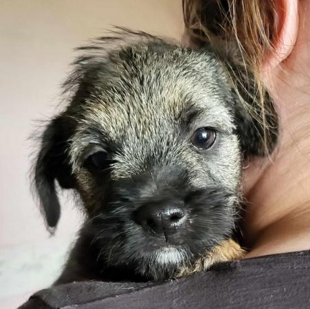 Image 24 of READY TO LEAVE KC registered Border Terrier Puppies
